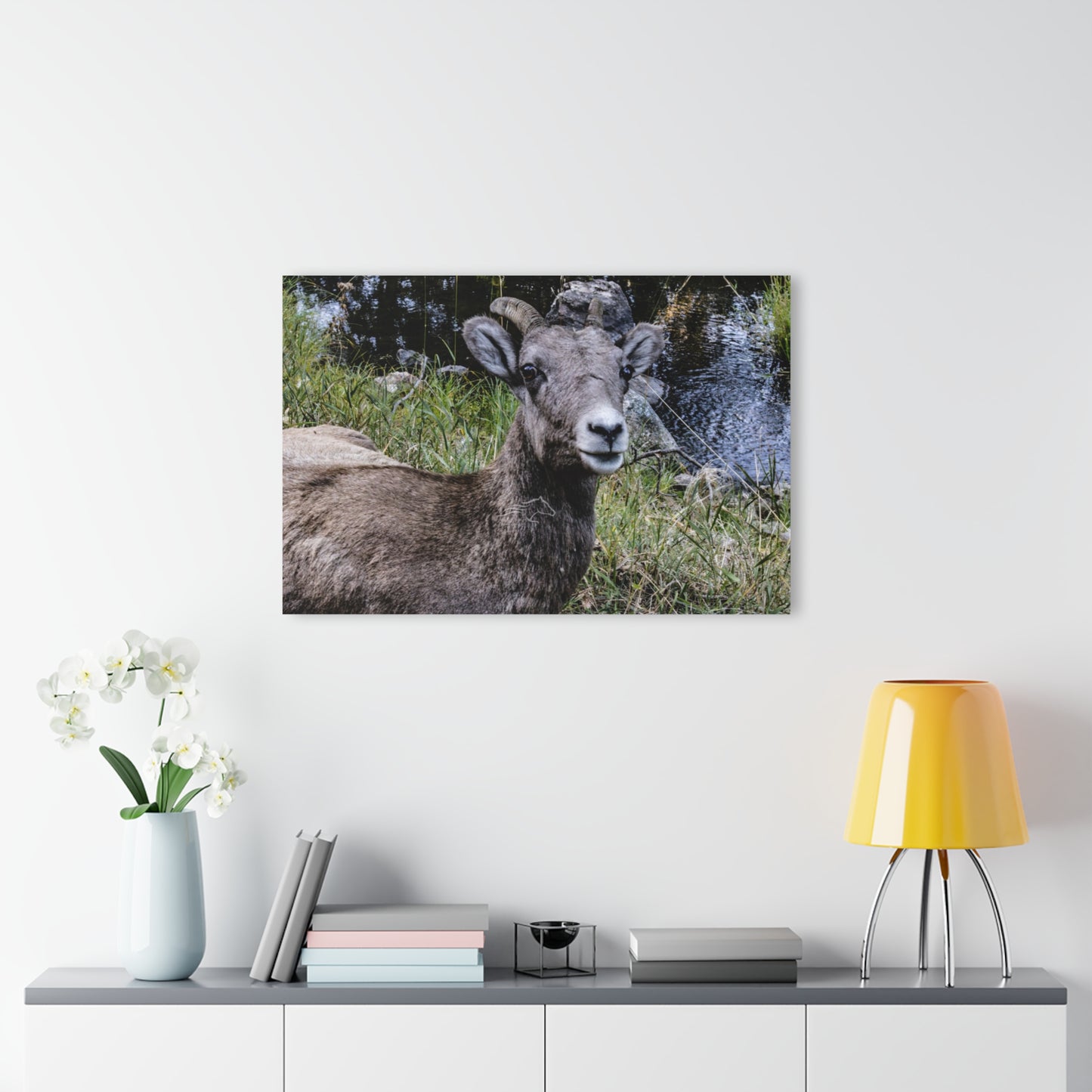 Big Horn Sheep Acrylic