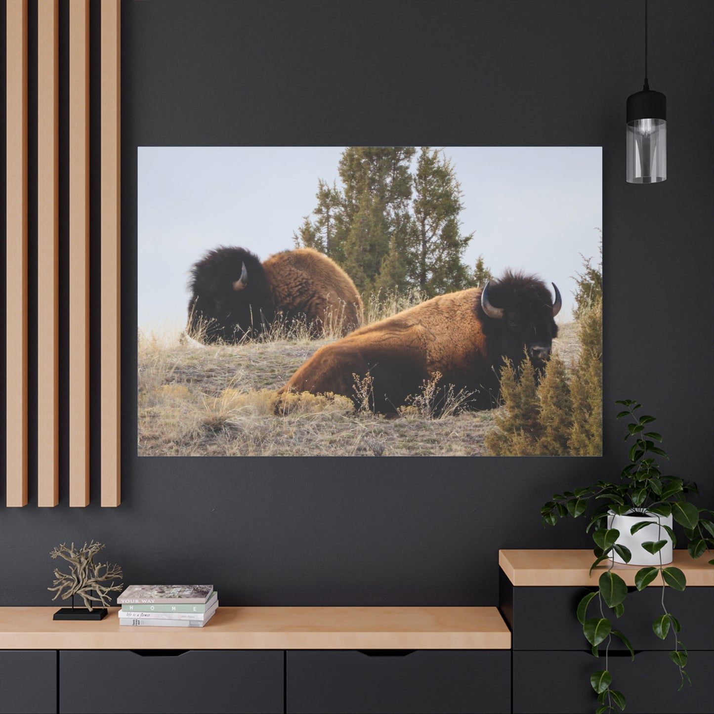 Two Bull Buffalo Canvas