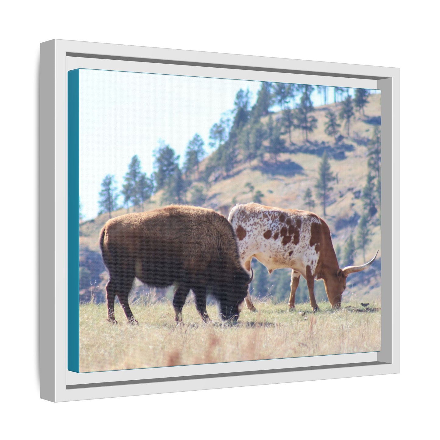 Long Horn and Buffalo Framed Canvas