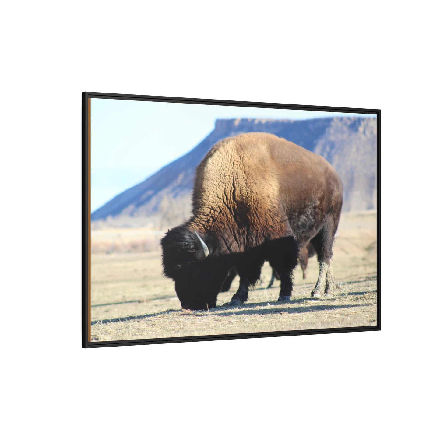 Big Daddy Buffalo Framed Canvas