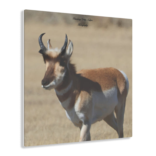 Wyoming Pronghorn Acrylic Prints