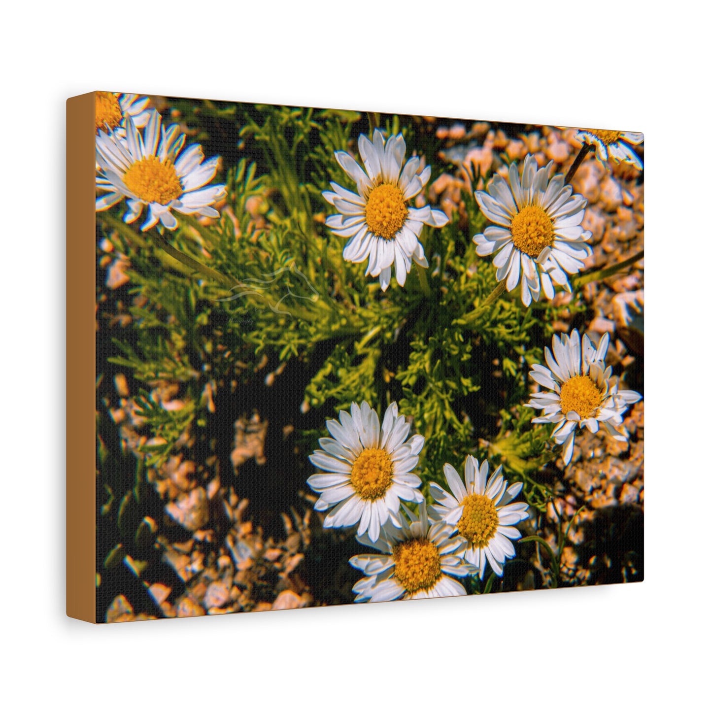 Wild Daisy Canvas