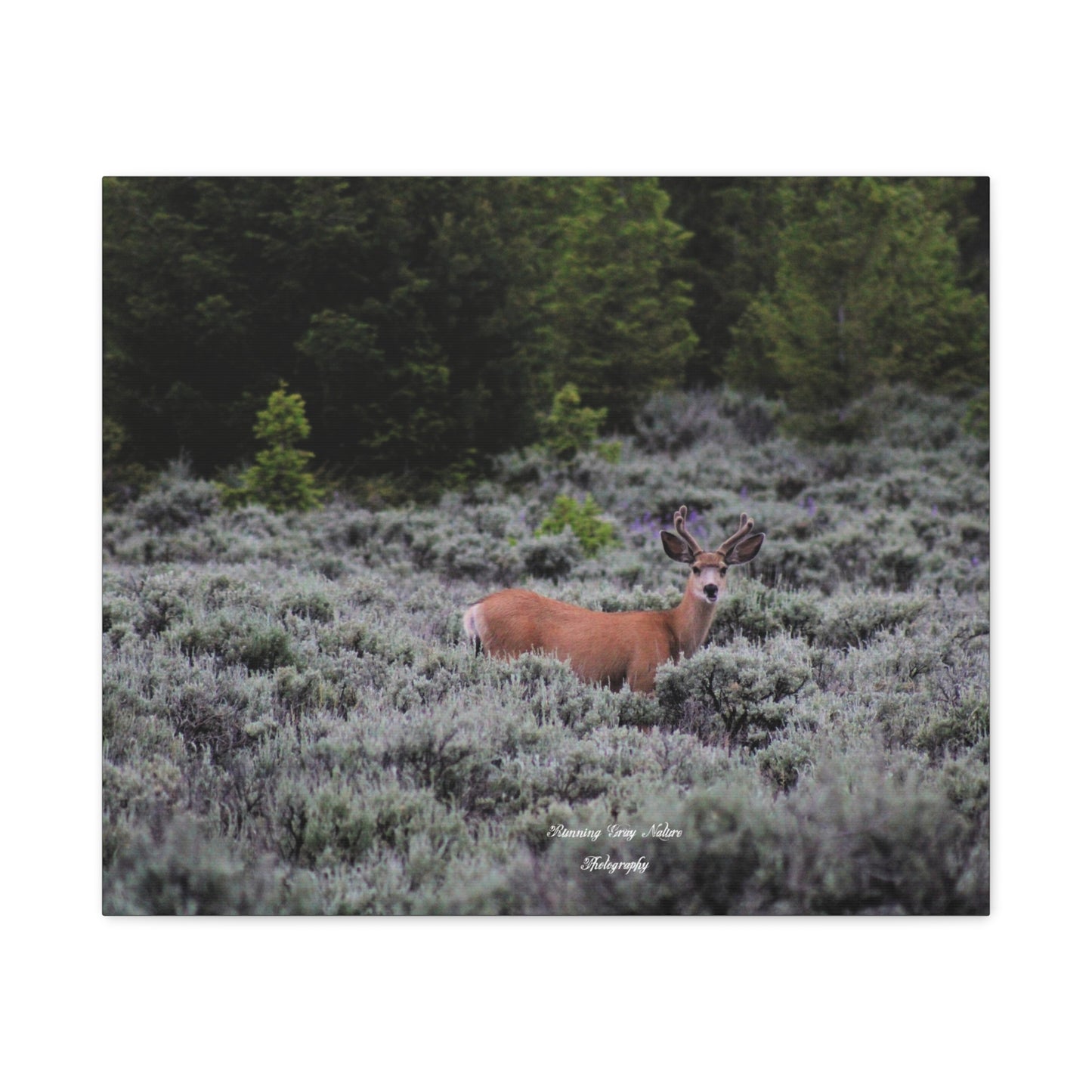 Wyoming Deer Matte Canvas, Stretched, 1.25"