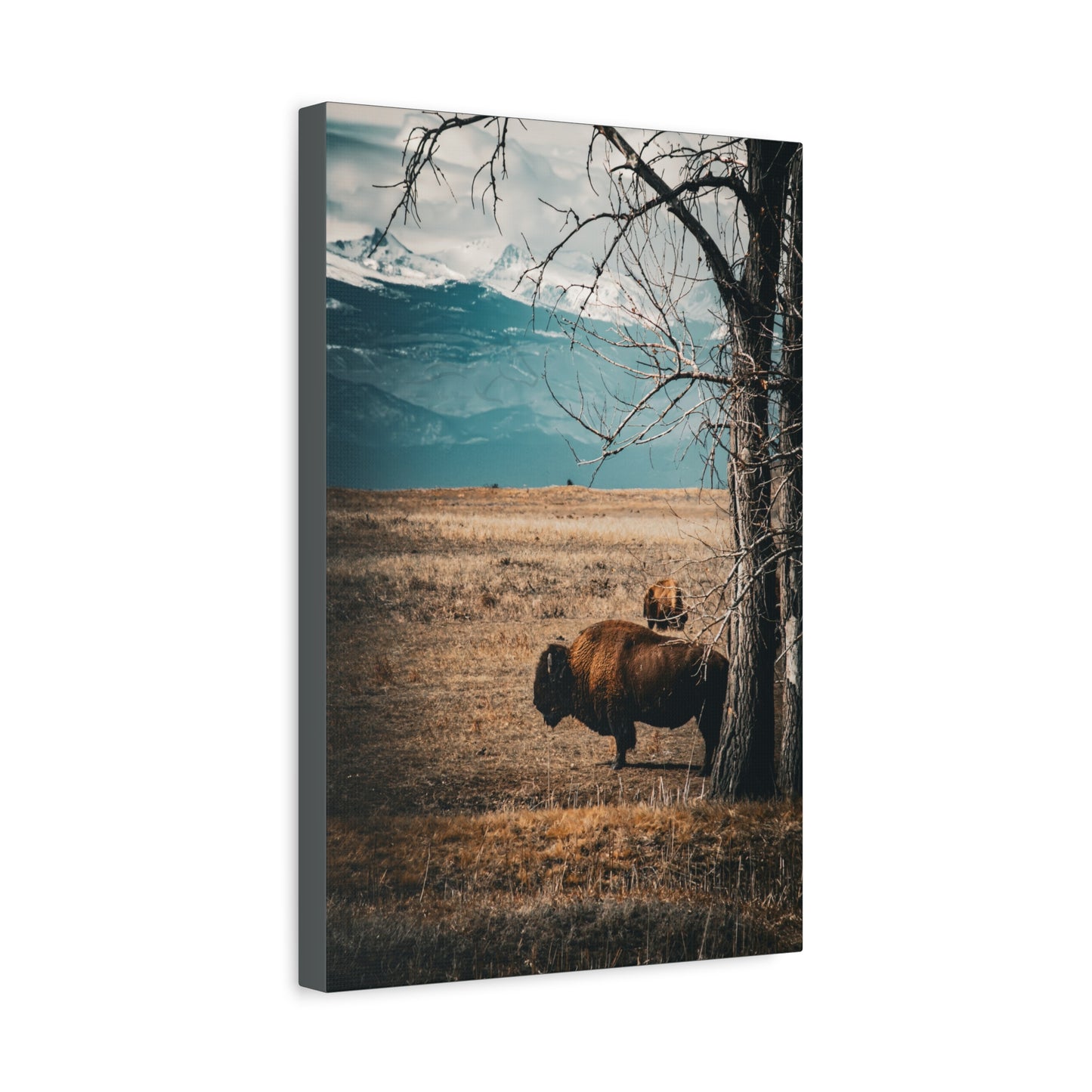 Rustic Bison Mountain Canvas