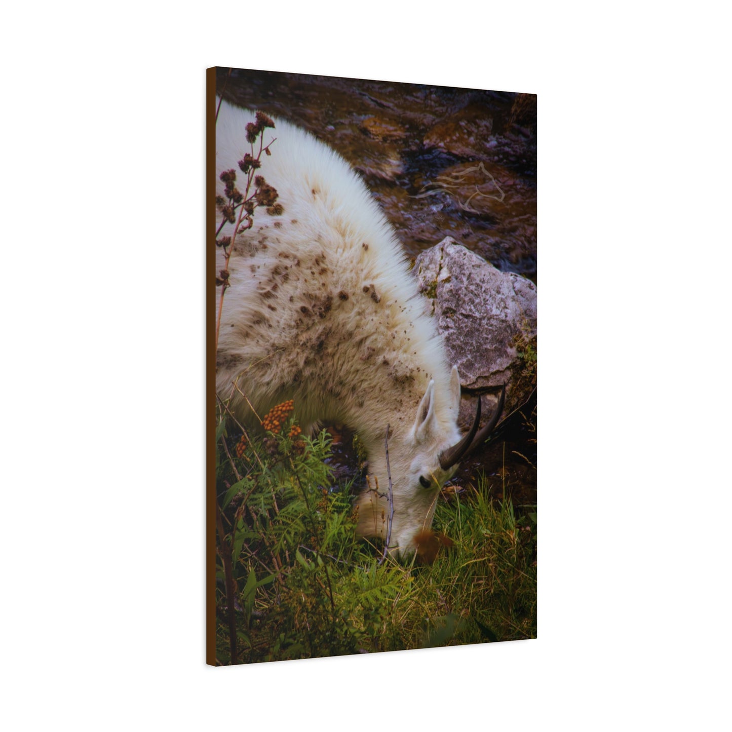 Mountain Goat Canvas
