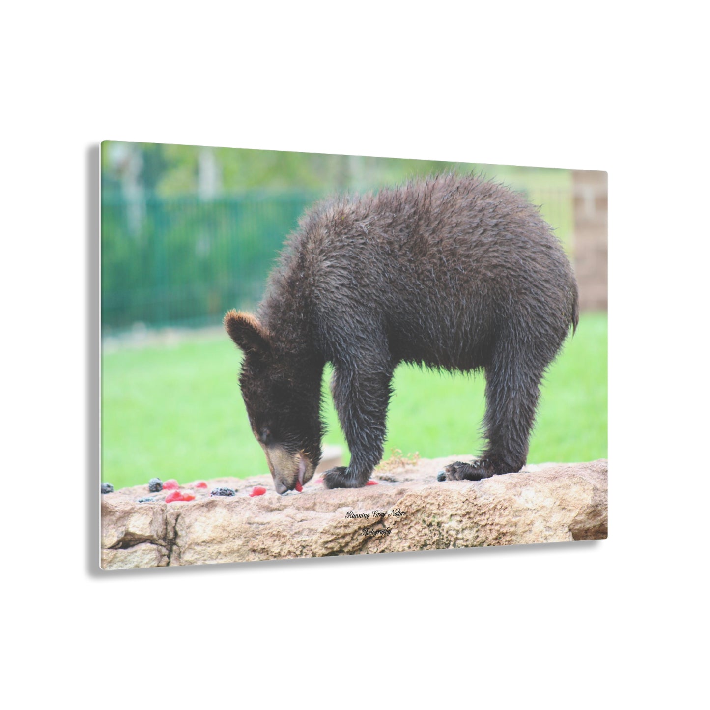 Strawberry Bear Acrylic Prints