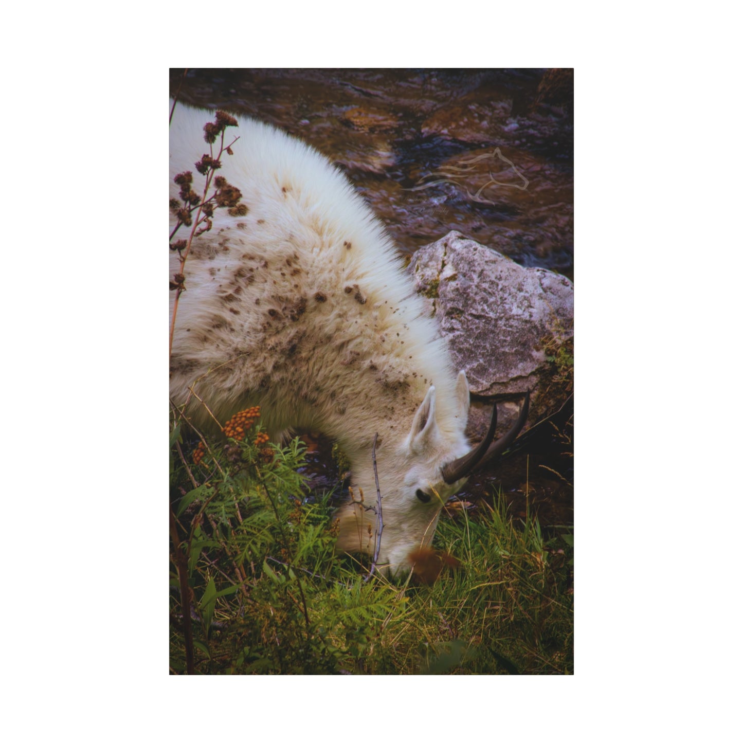 Mountain Goat Canvas