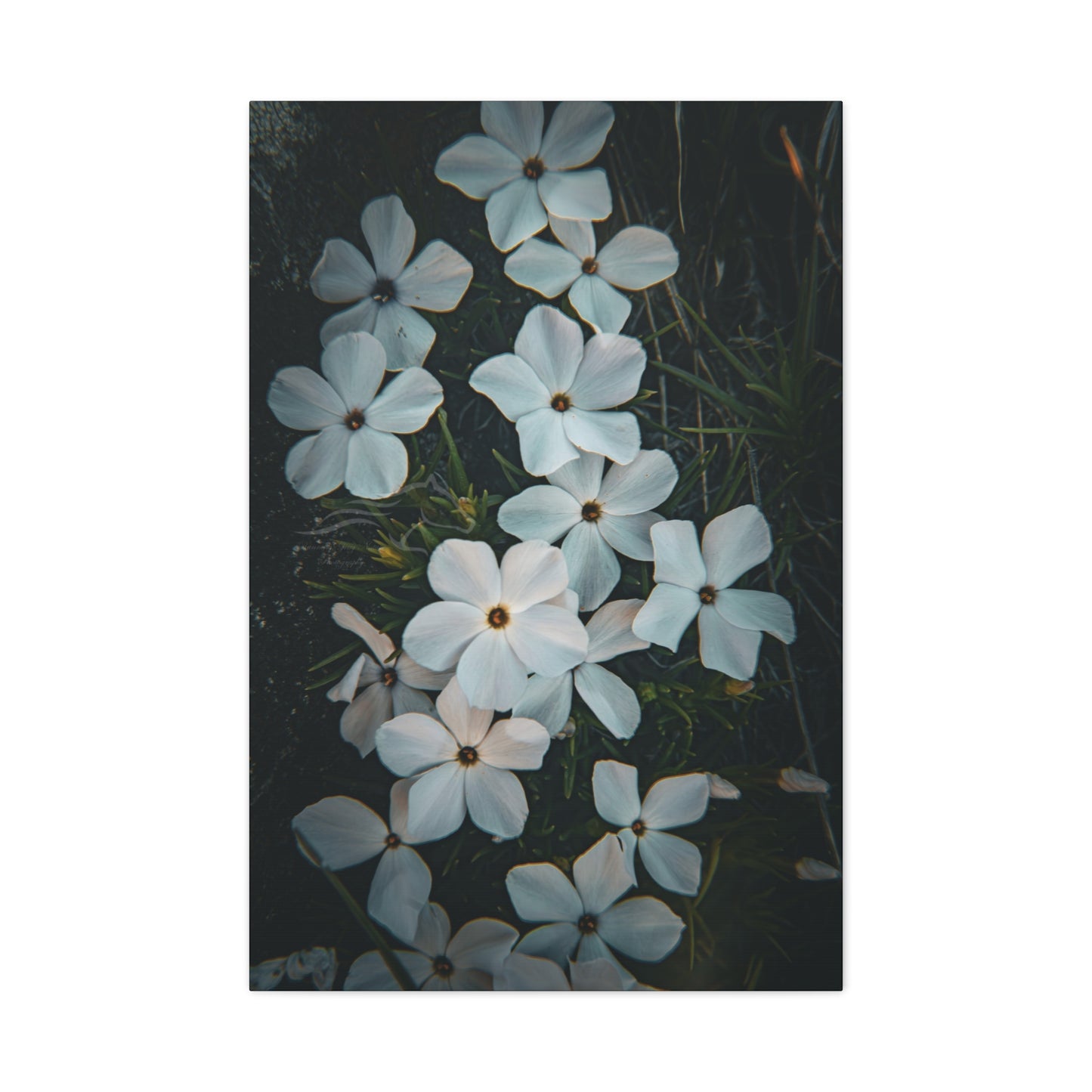 Rock Jasmine Canvas