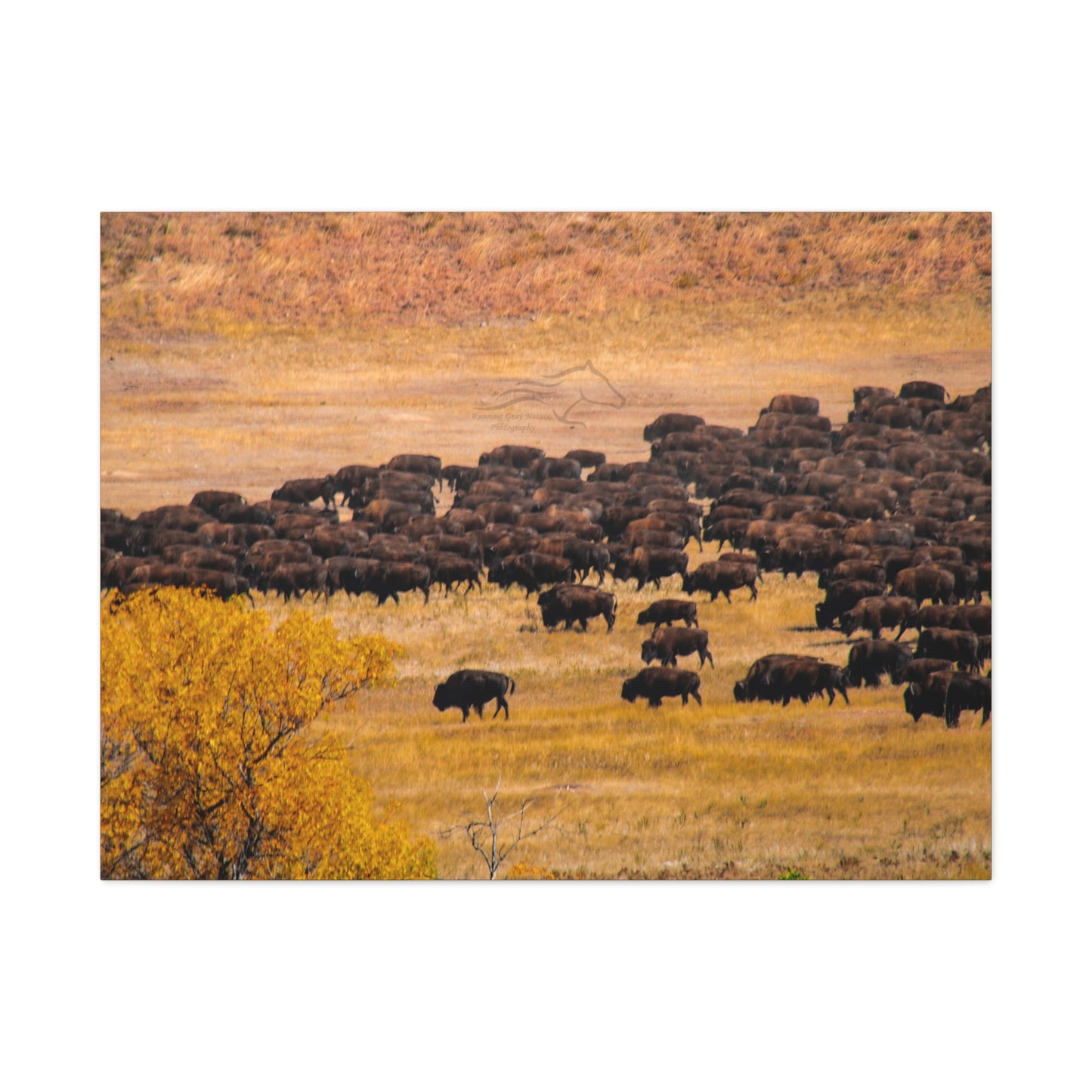 Buffalo all Gathered Canvas