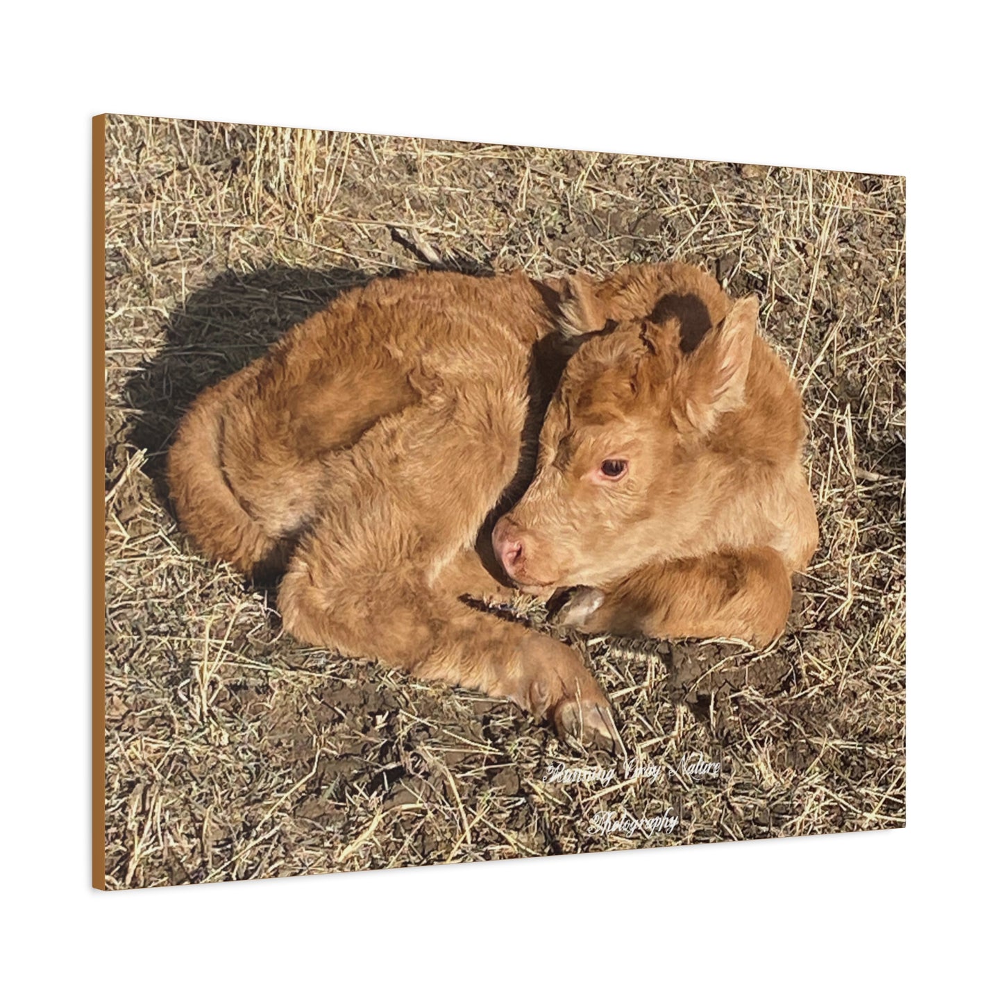 Baby Calf Matte Canvas, Stretched, 1.25"