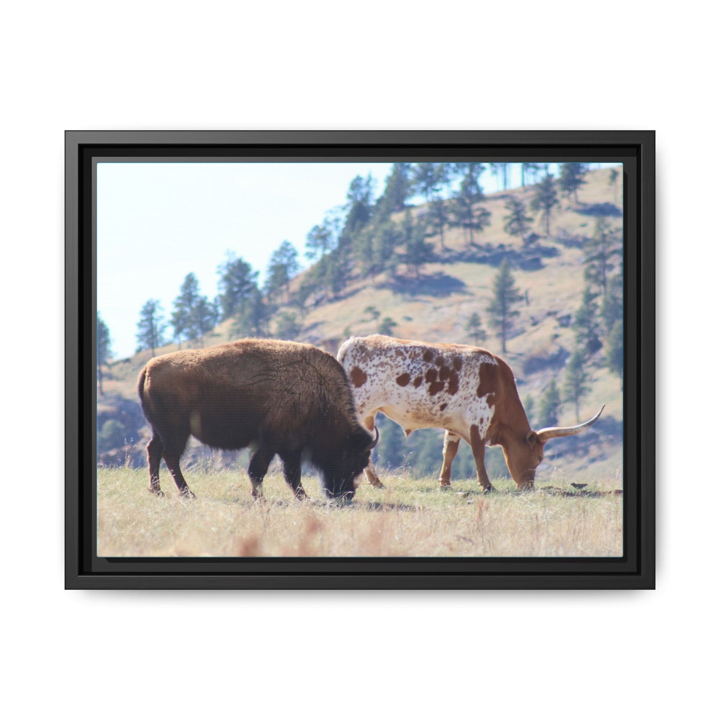 Long Horn and Buffalo Framed Canvas