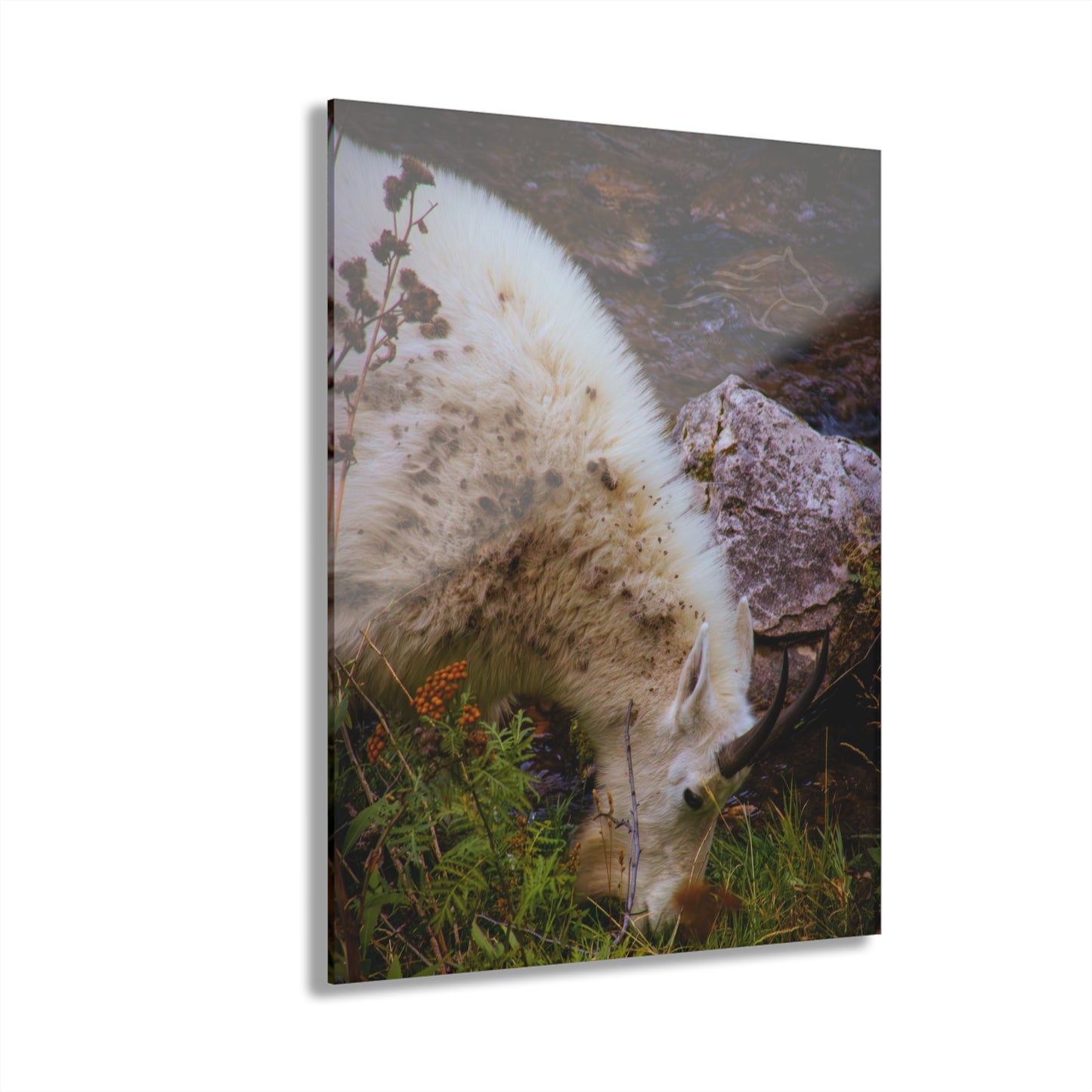 Mountain Goat Acrylic