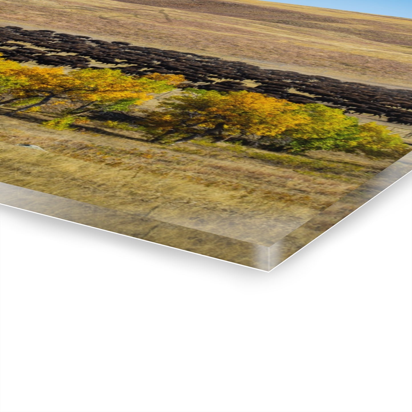 Final look Buffalo Round Up