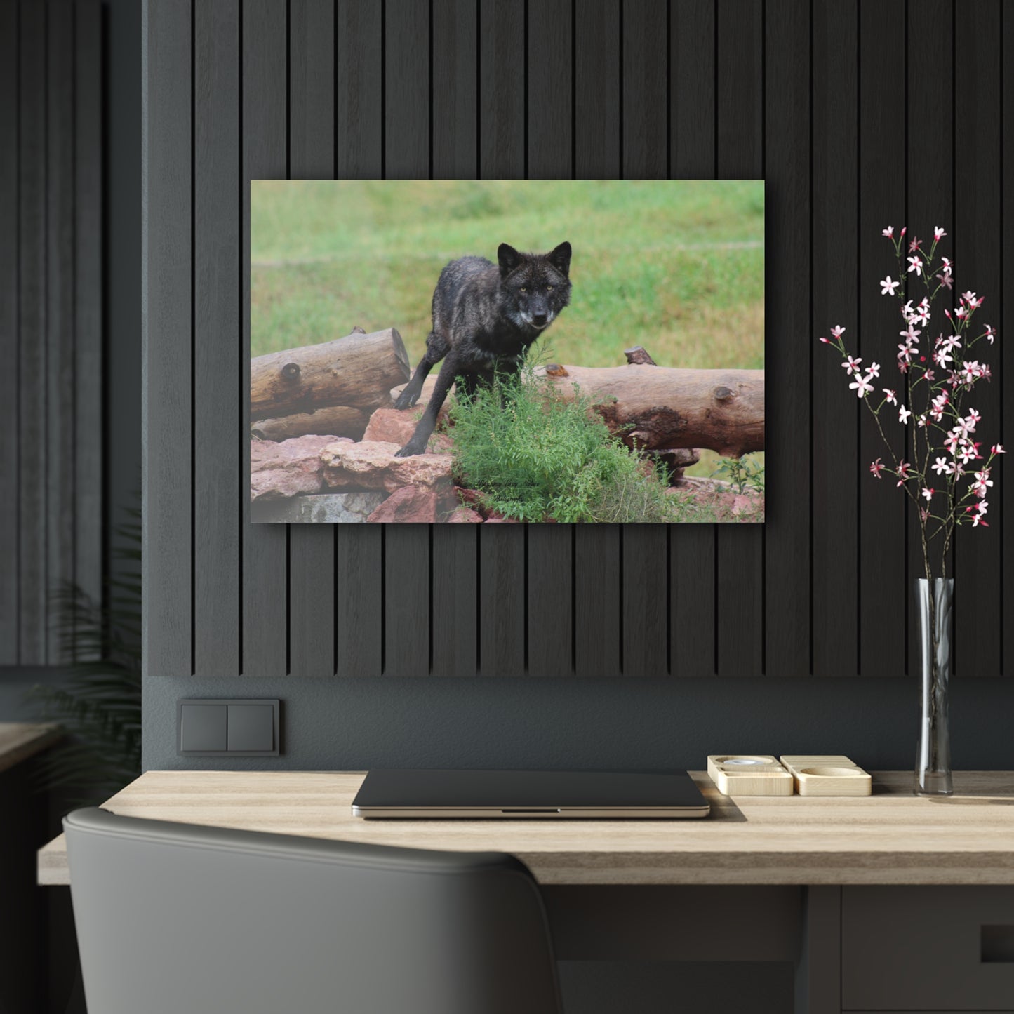 Black Wolf Acrylic Prints