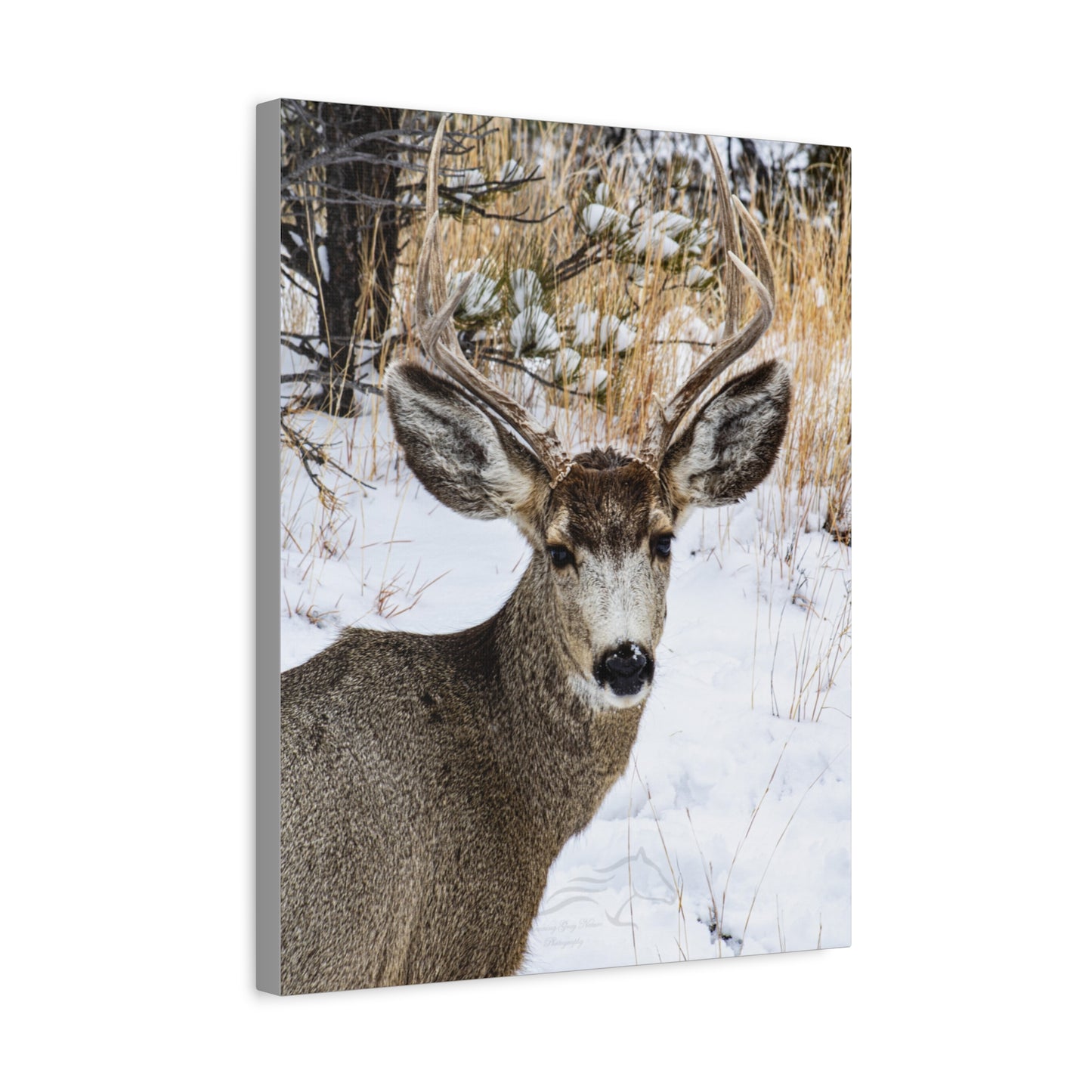 Deer Antlers in February Canvas