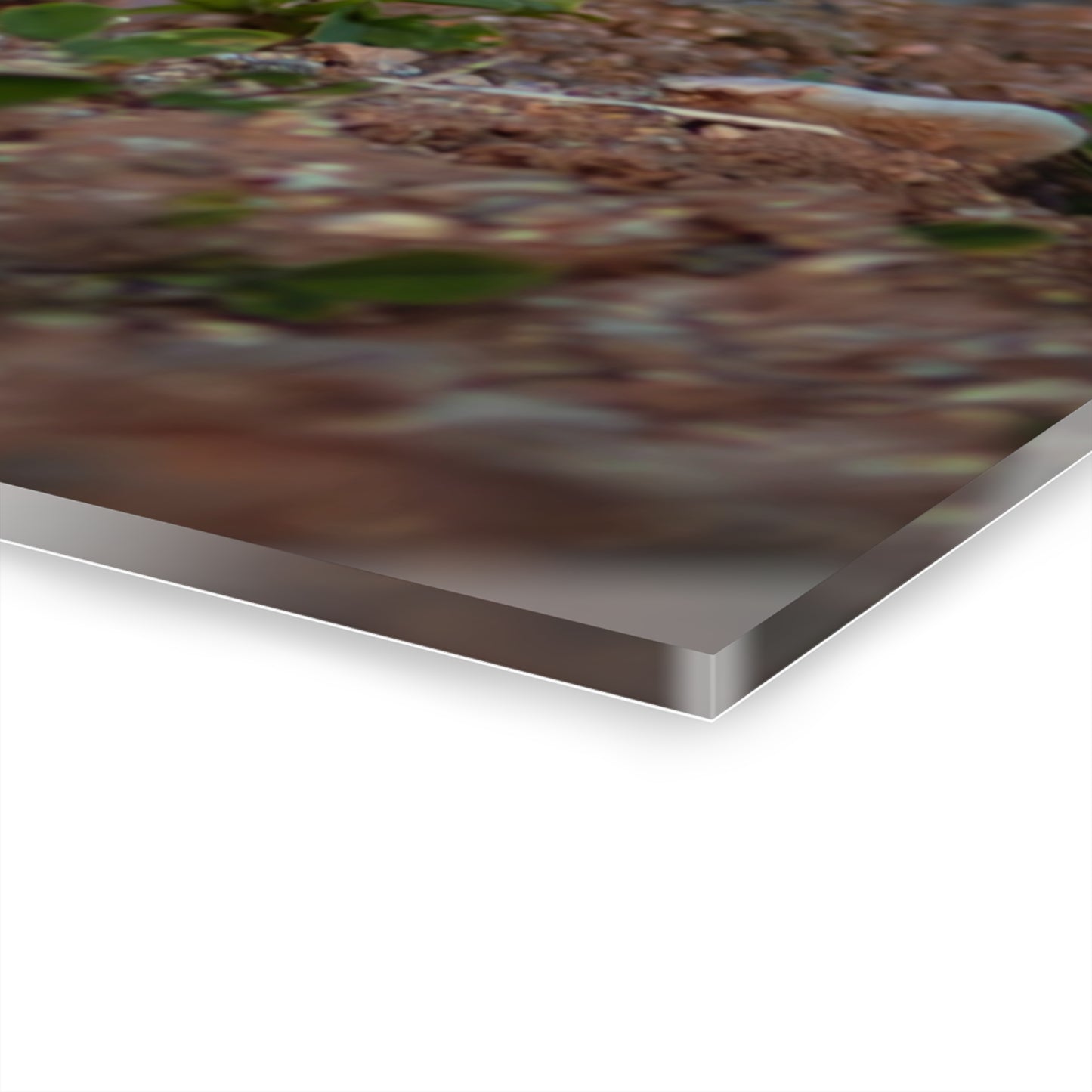 Gentle Antelope Fawn Acrylic