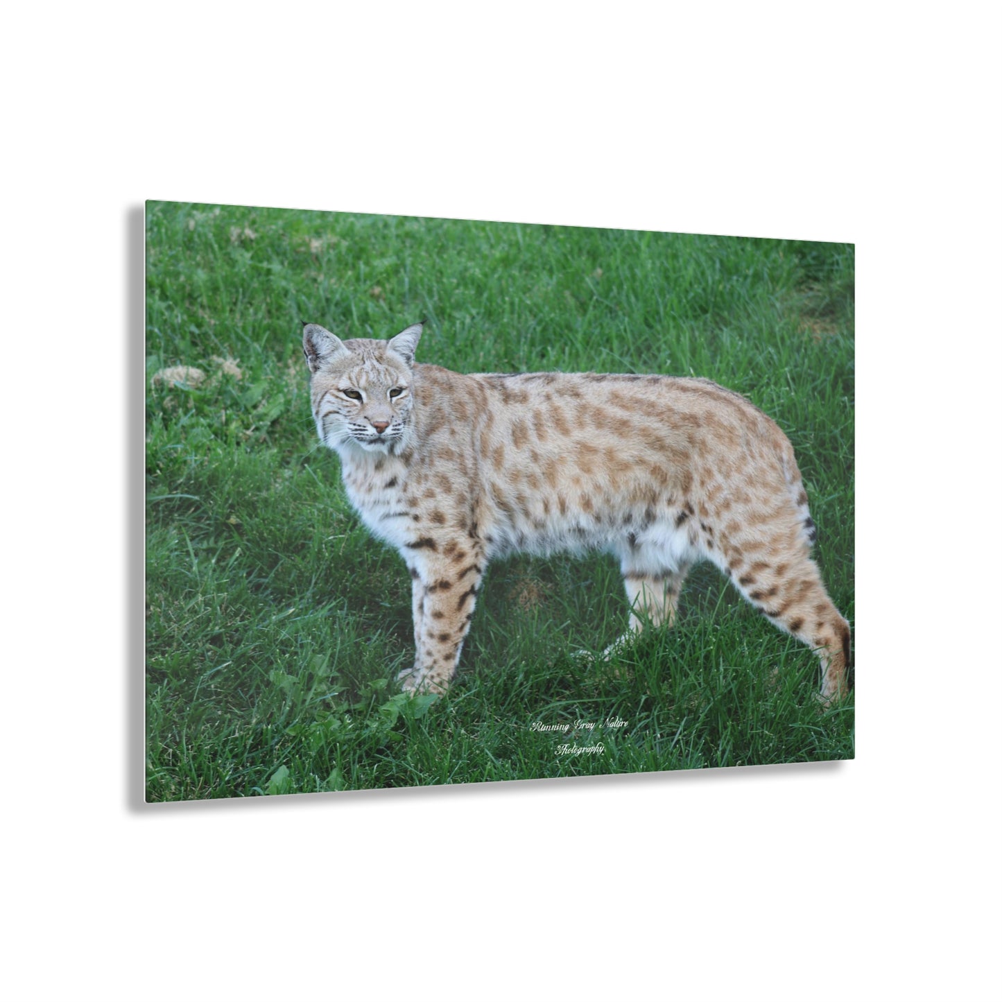 Bobcat Acrylic Prints