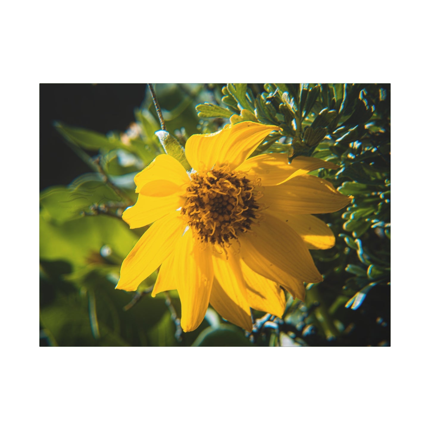 Arrowleaf Balsamroot Canvas
