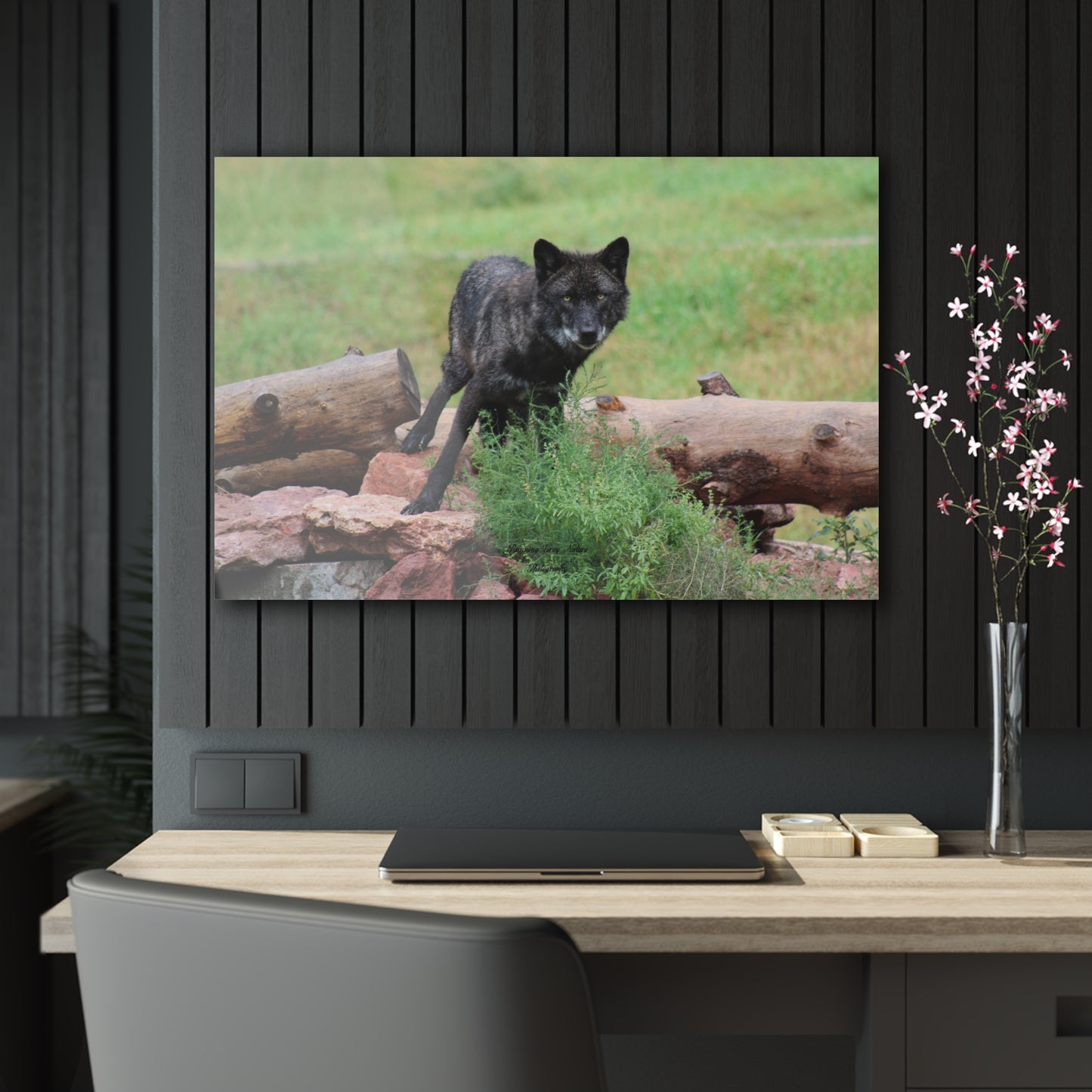 Black Wolf Acrylic Prints