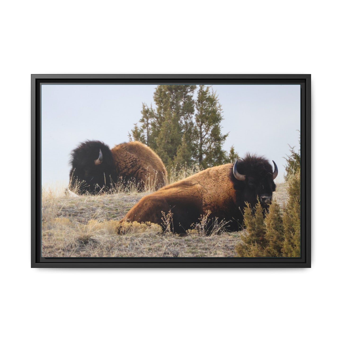 Two Bull Buffalo Framed Canvas