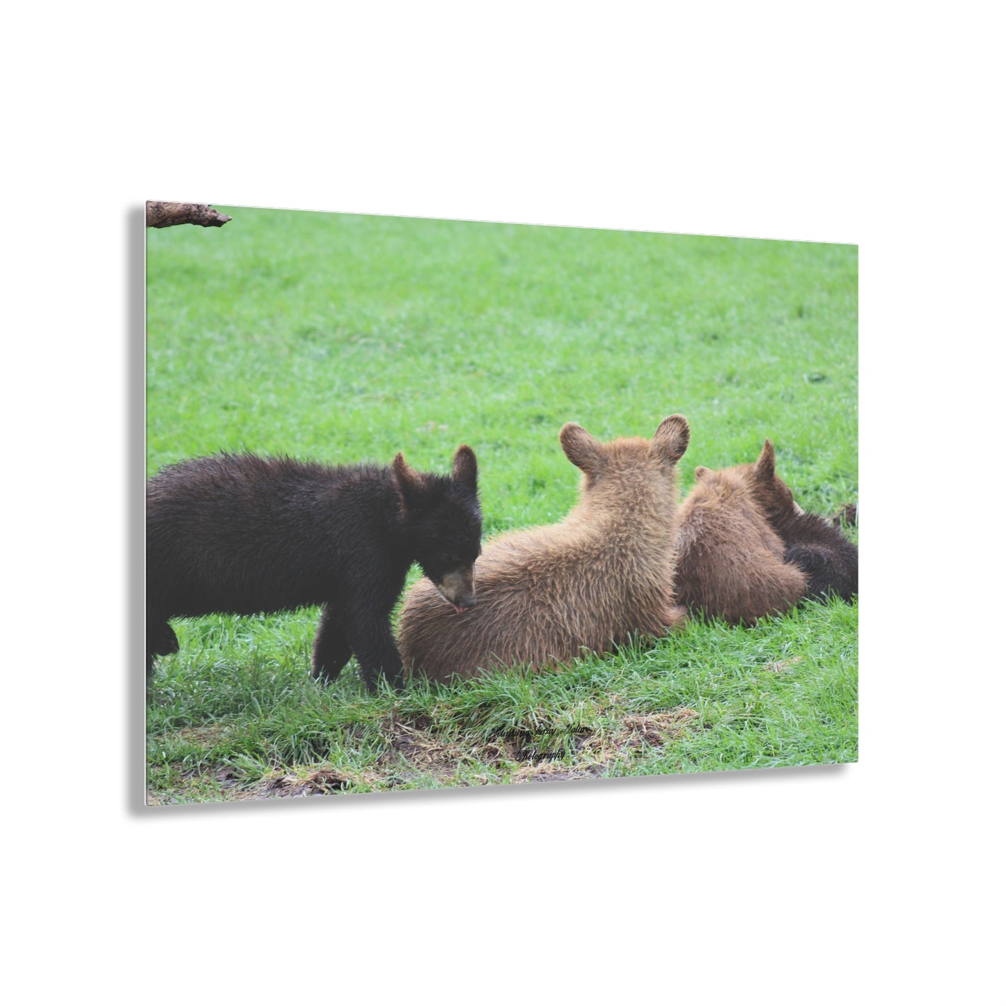 Four Cubs Pile Up Acrylic Prints