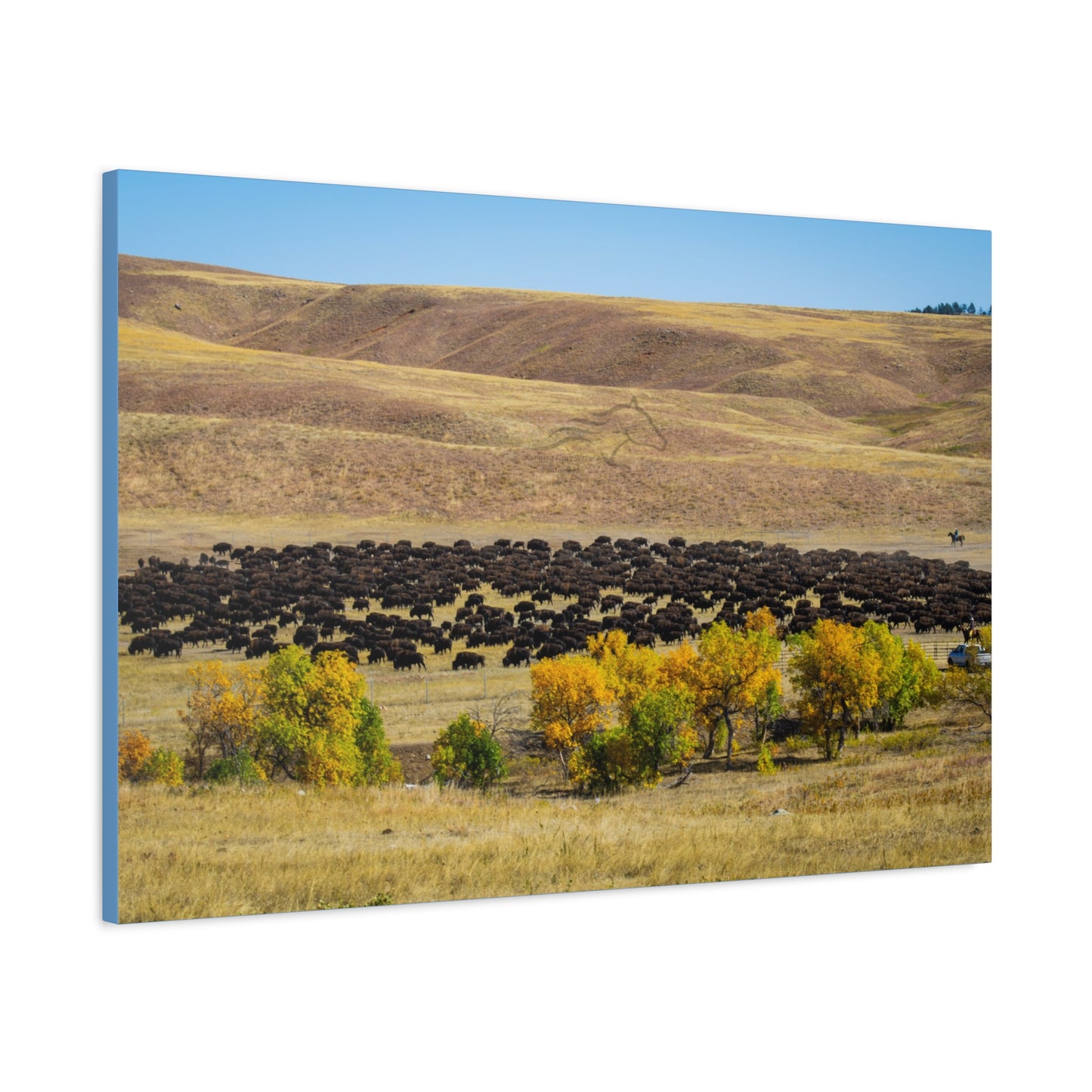Final look Buffalo Round Up