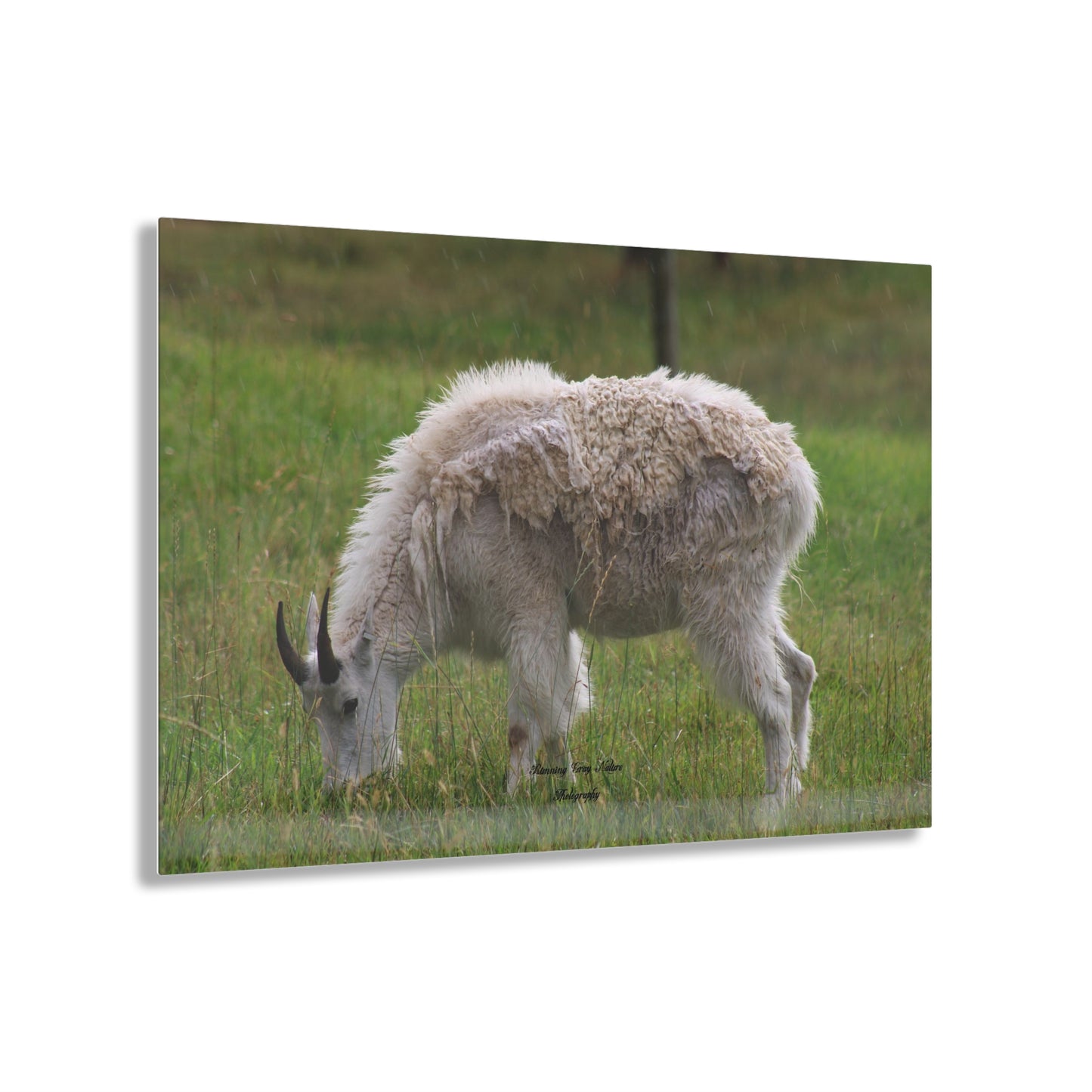 Mountain Goat Acrylic Prints