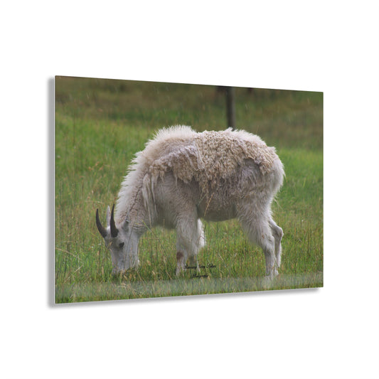 Mountain Goat Acrylic Prints