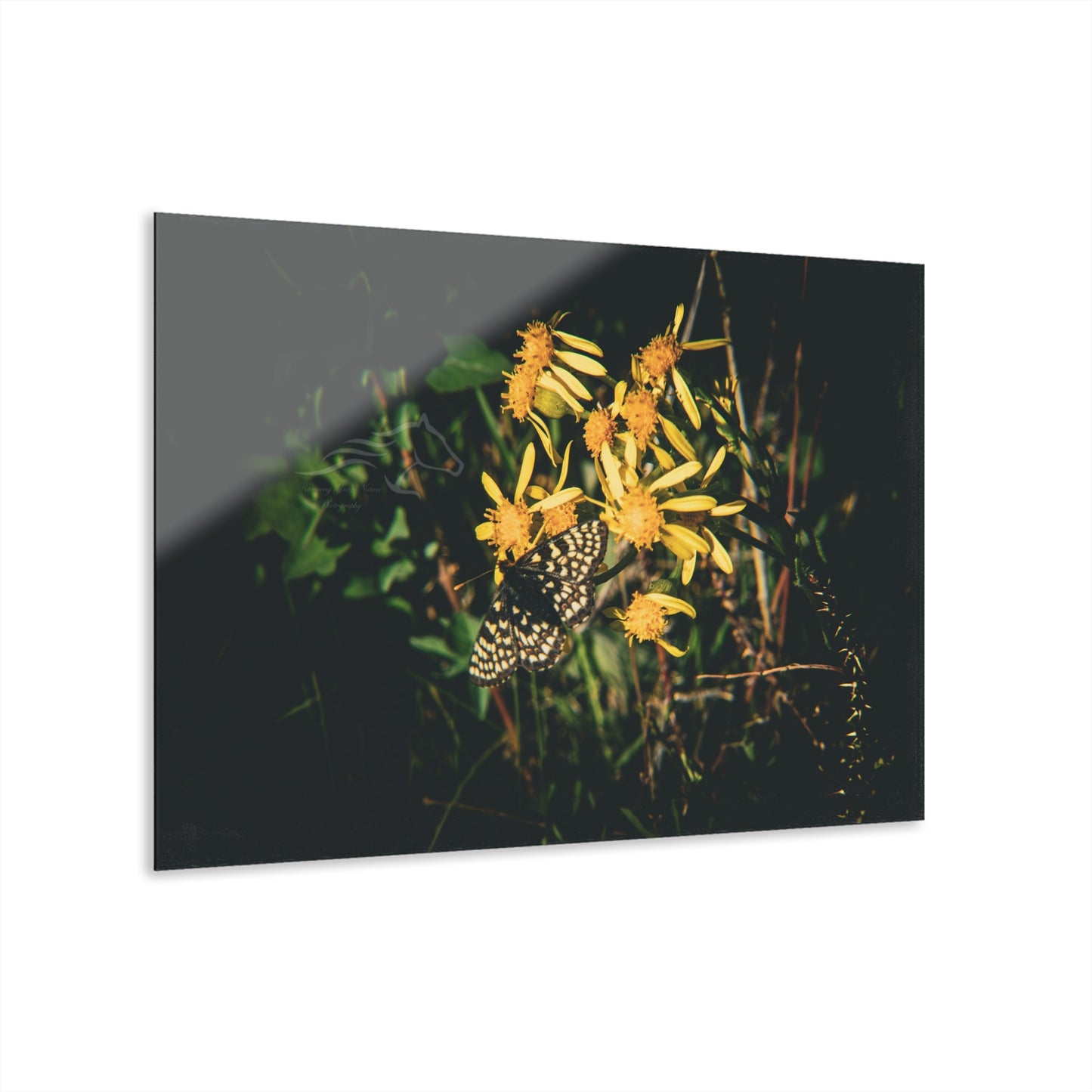 Checkerspot Butterfly Acrylic