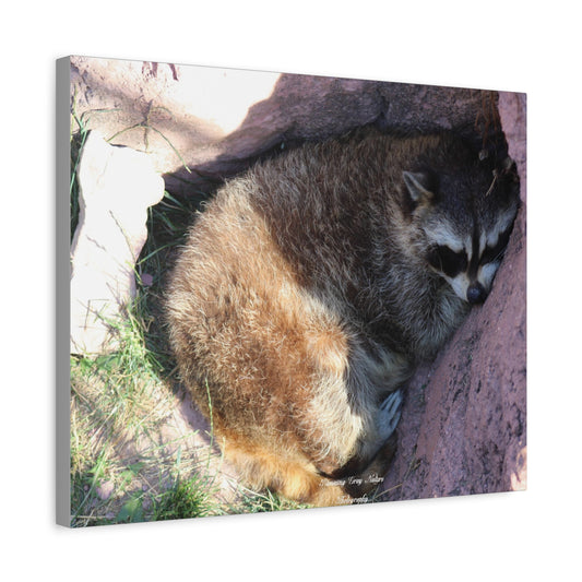 Sleeping Racoon Matte Canvas, Stretched, 1.25"