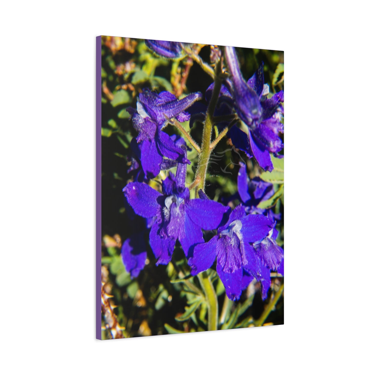 Royal Larkspar Canvas