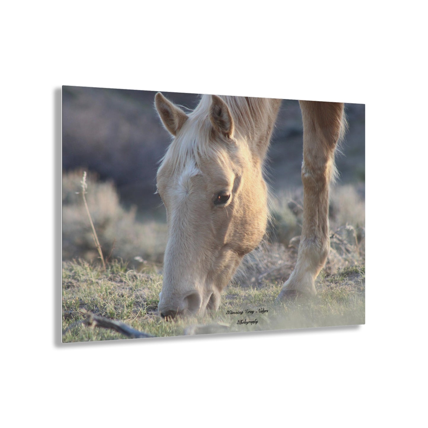 Beautiful Blonde Acrylic Prints