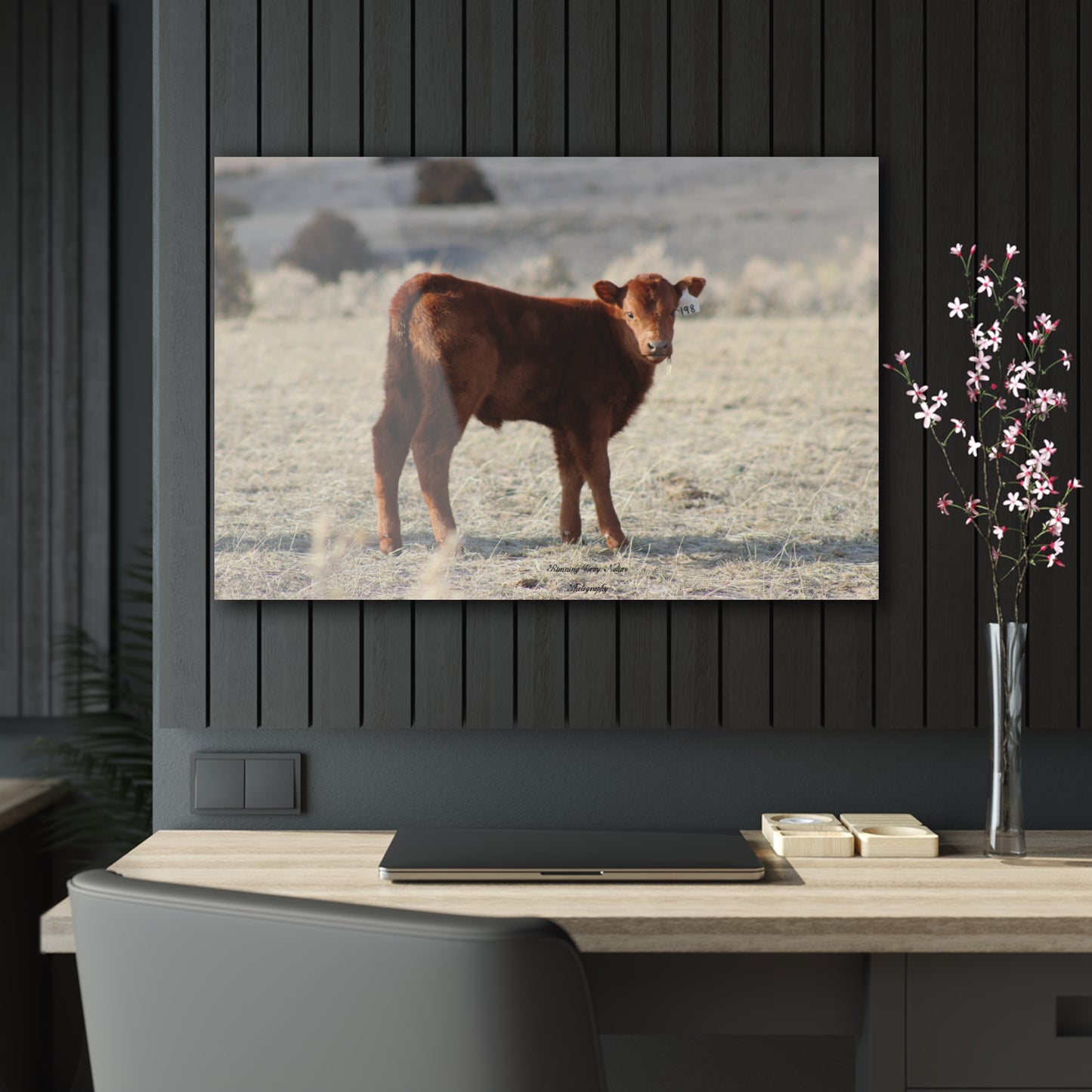 Baby Calf 198 Acrylic Prints