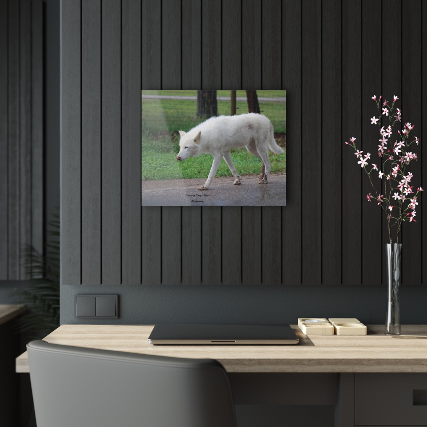 White Wolf Acrylic Prints