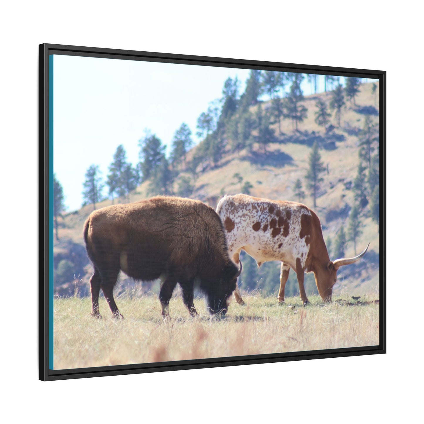Long Horn and Buffalo Framed Canvas