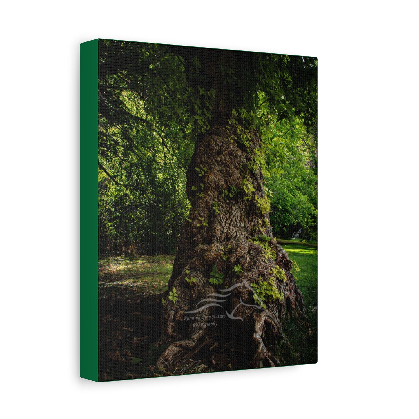 Natural Green Tree Canvas