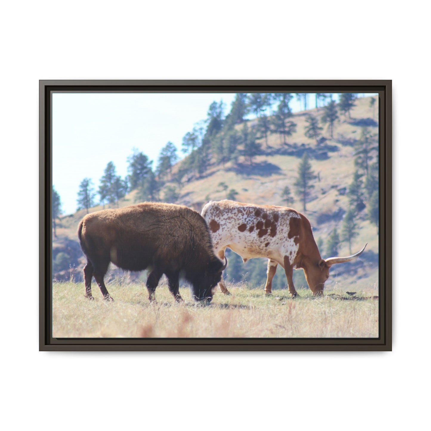 Long Horn and Buffalo Framed Canvas