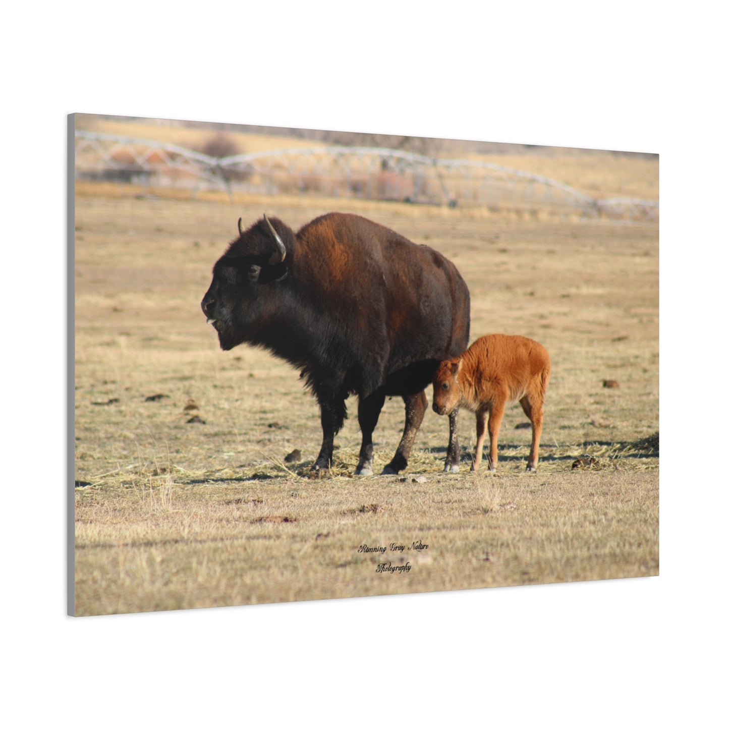 Momma and Baby Buffalo Matte Canvas, Stretched, 1.25"