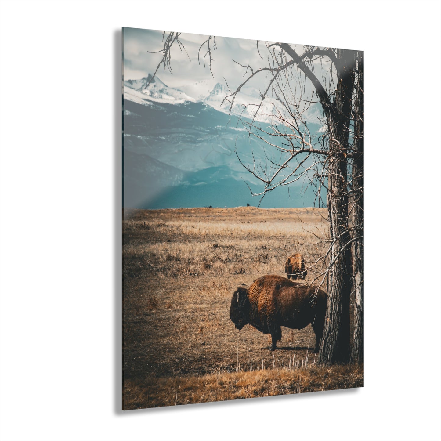 Rustic Bison Mountain Acrylic