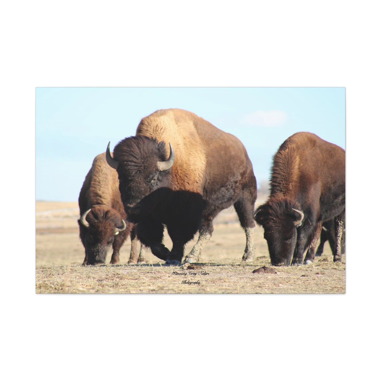 Buffalo Herd Matte Canvas, Stretched, 1.25"