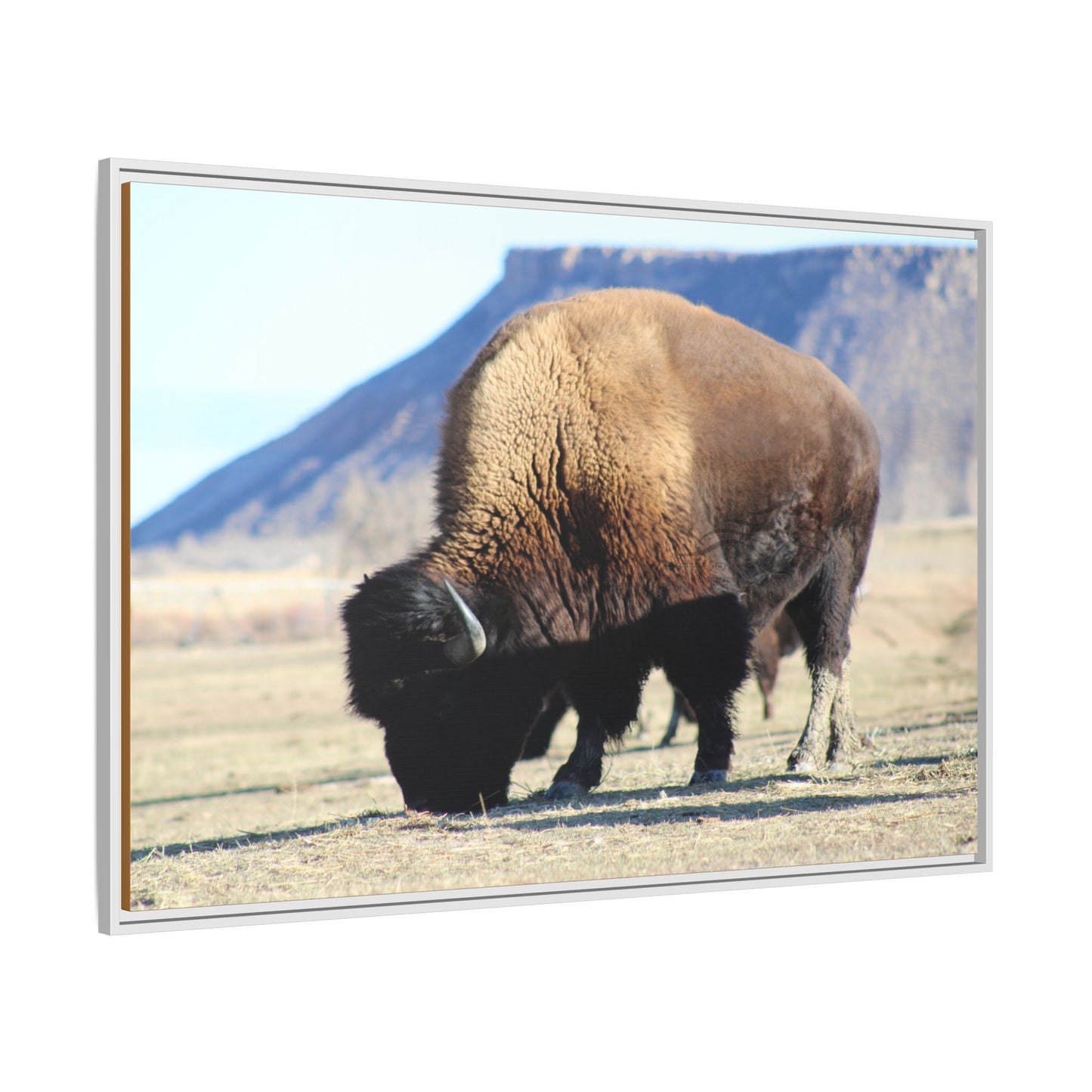 Big Daddy Buffalo Framed Canvas