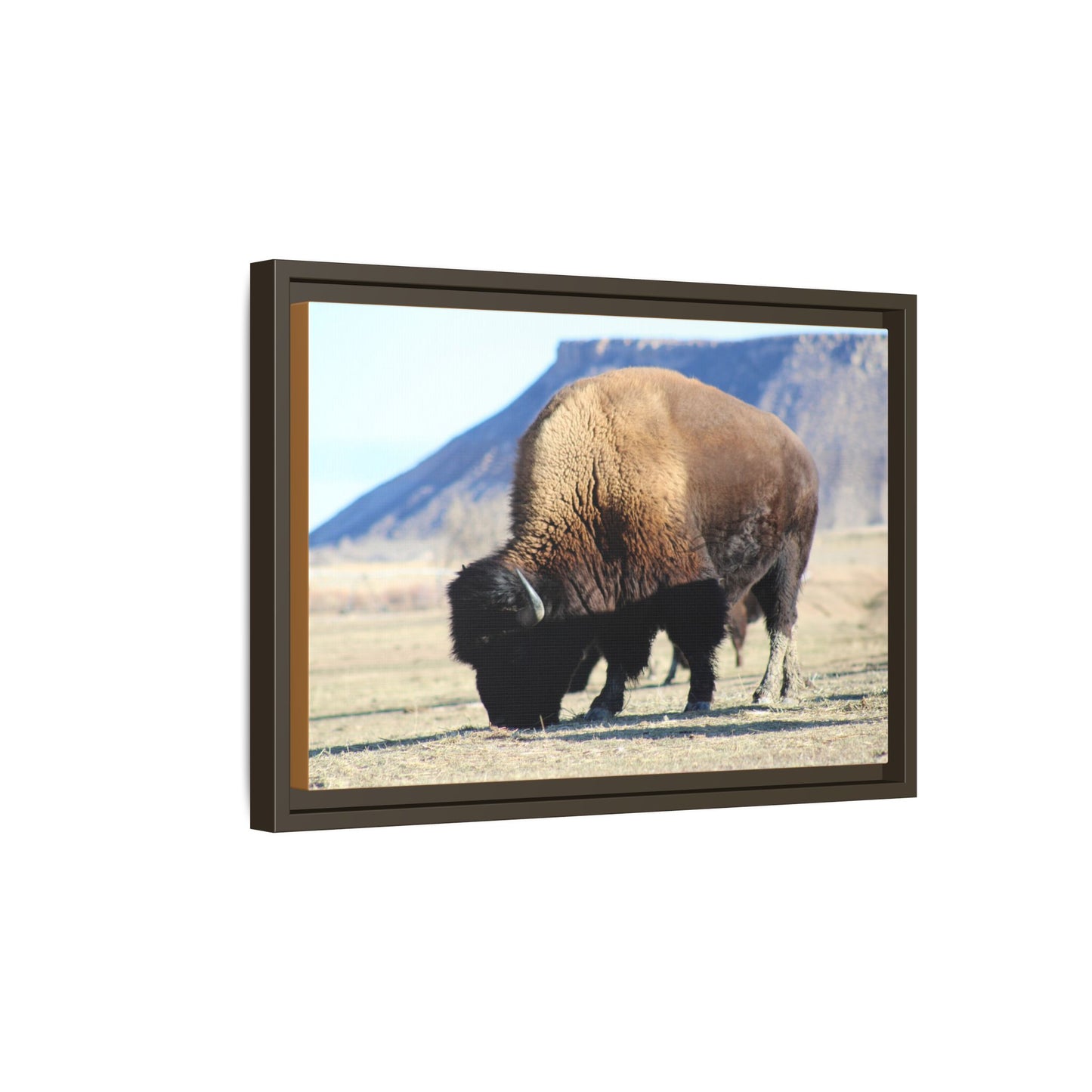 Big Daddy Buffalo Framed Canvas