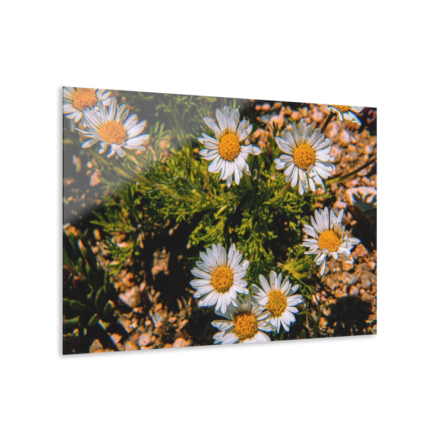 Wild Daisy Acrylic