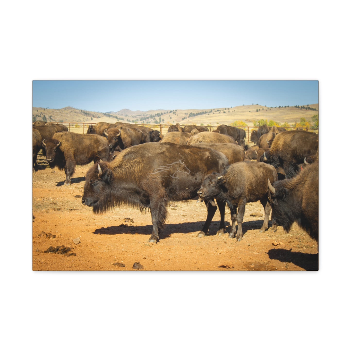 Momma and Baby Buffalo Canvas