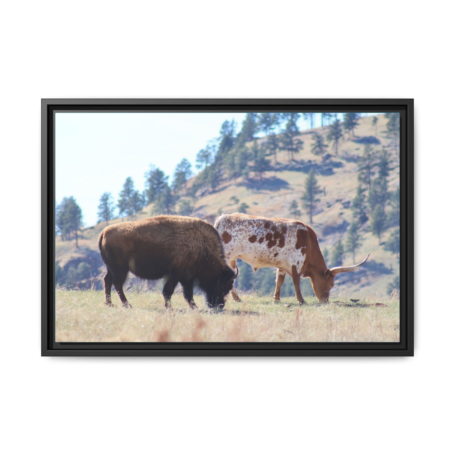 Long Horn and Buffalo Framed Canvas