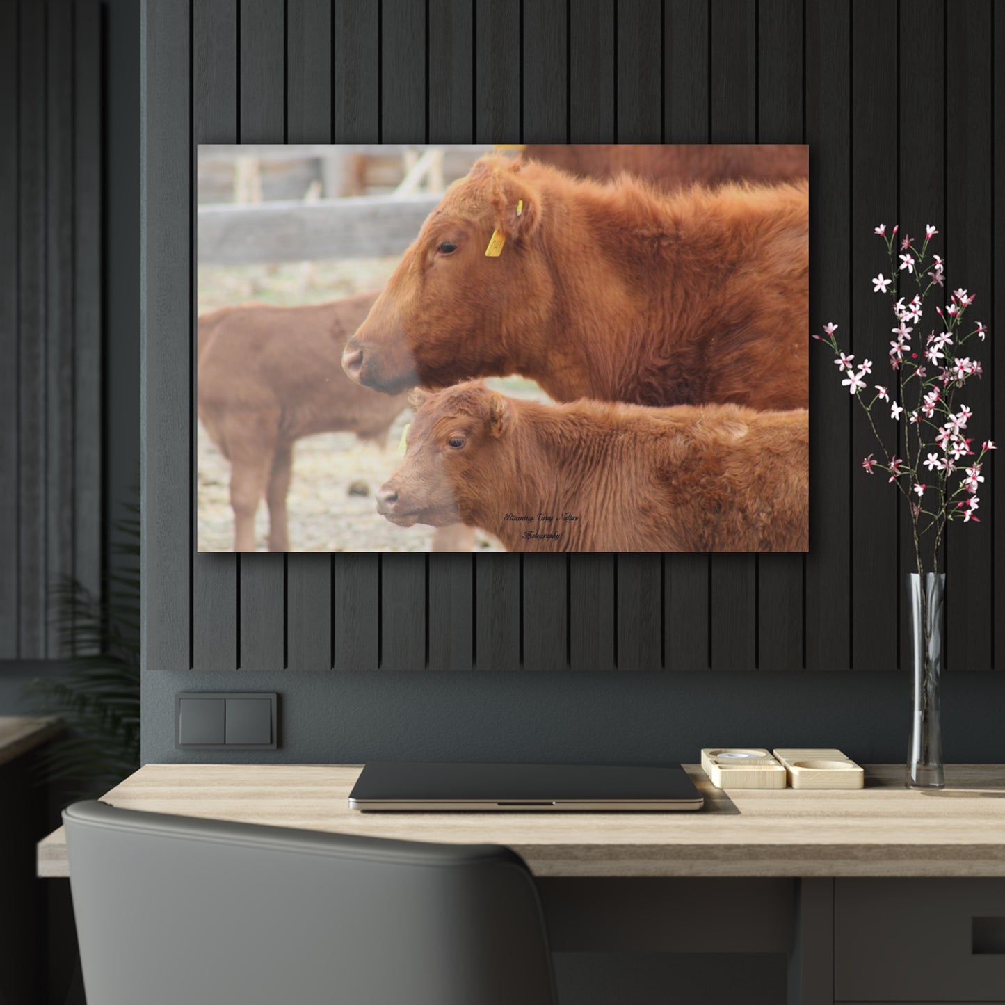 Momma and Baby Calf Acrylic Prints