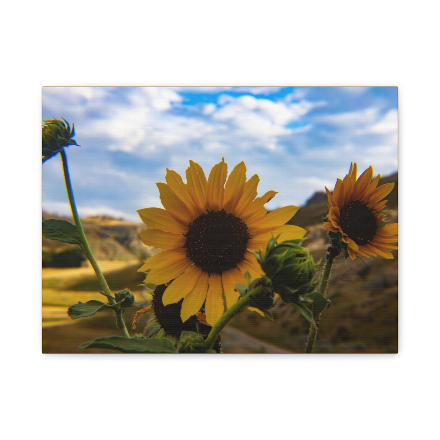 Sunflower Canvas
