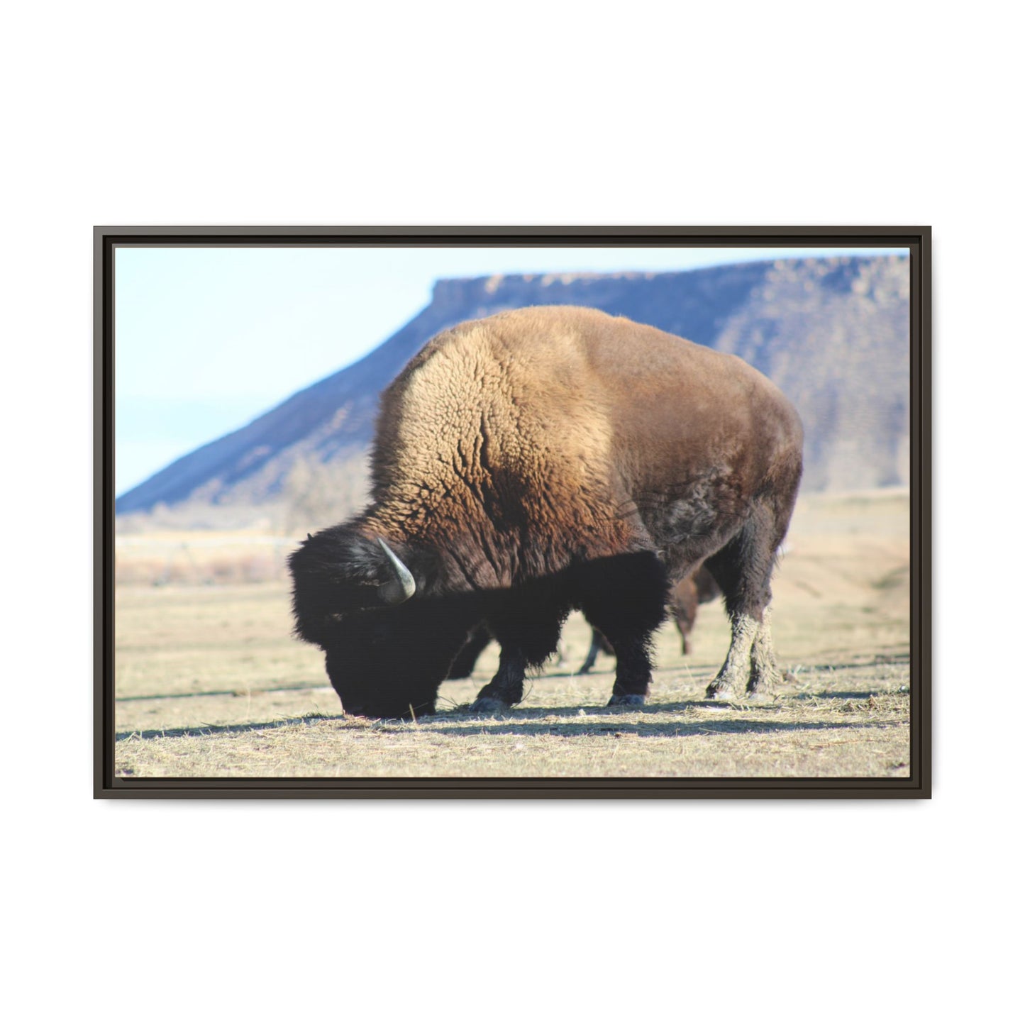 Big Daddy Buffalo Framed Canvas
