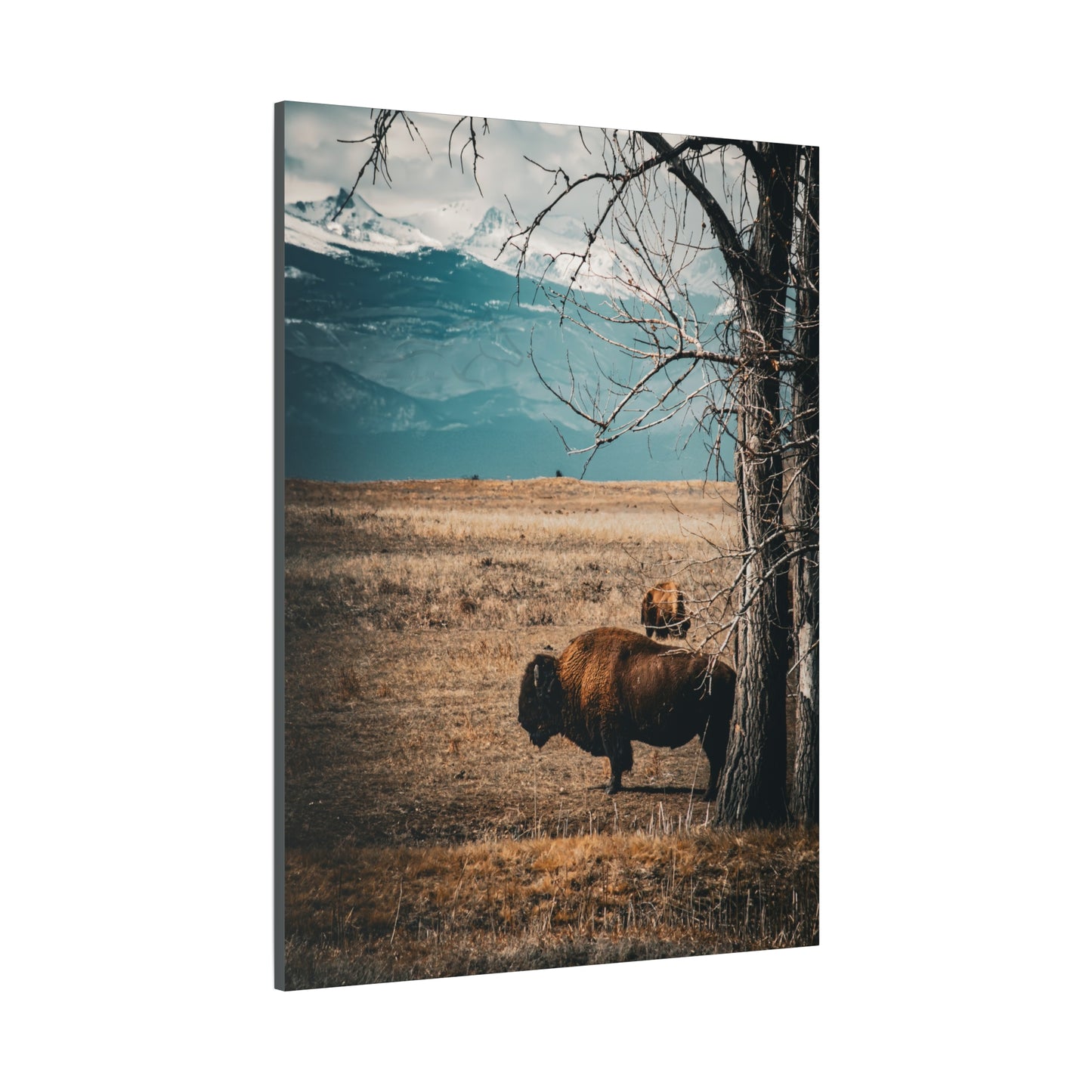 Rustic Bison Mountain Canvas
