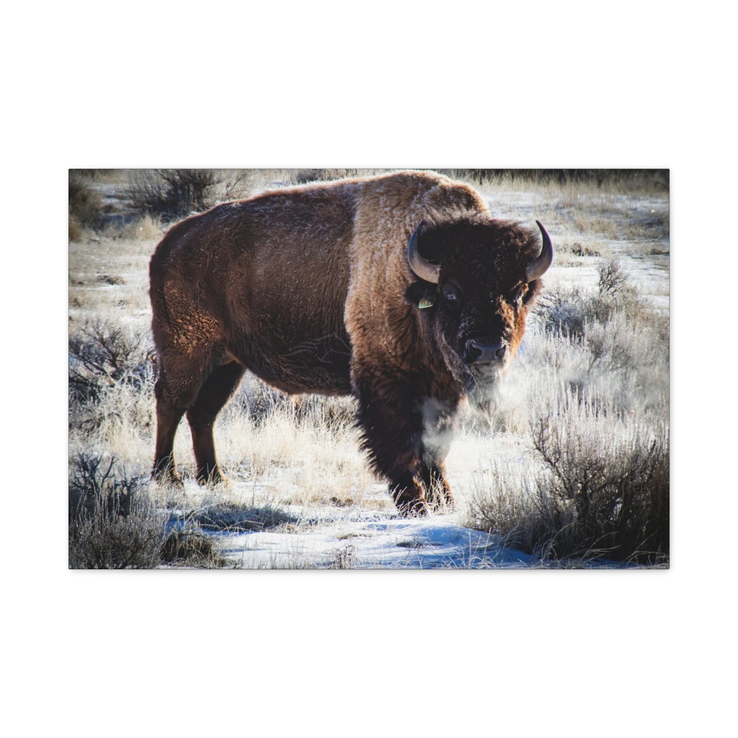 Early Morning Buffalo Canvas